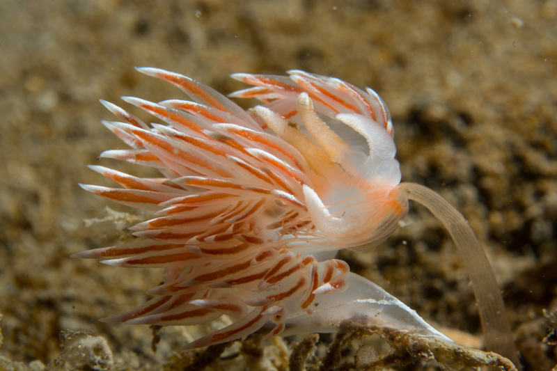 Fjordia sp. - Sea Slugs & Sea Hares (Nudibranchs etc)