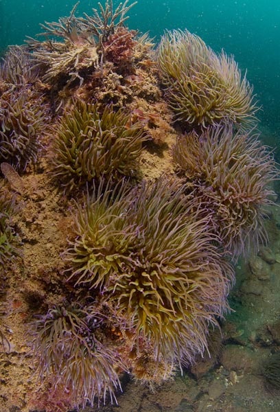 Anemonia viridis colony - Anemones (Anthozoa)