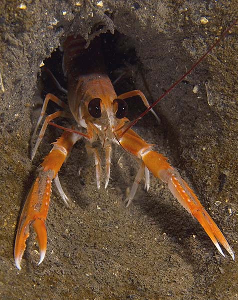 Nephrops norvegicus - Crabs, Lobsters, Shrimps & Prawns etc (Crustacea)