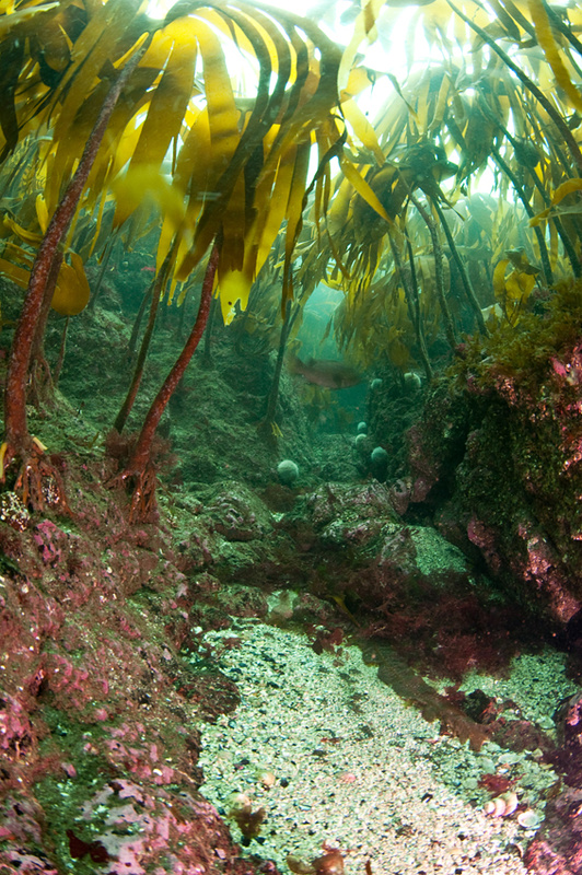 Kelp gullies of rocky shore - Habitat Scenes