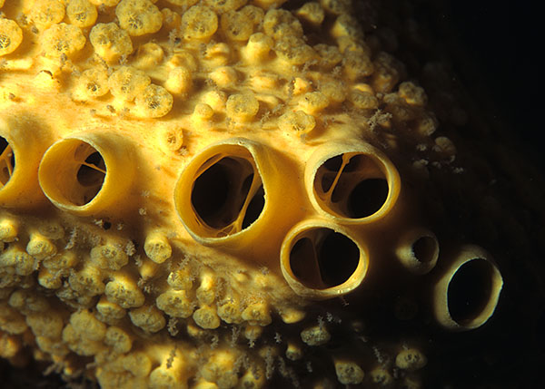 Cliona celata - Sponges (Porifera)