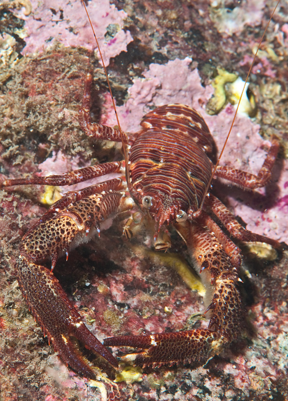 Galathea squamifera - Crabs, Lobsters, Shrimps & Prawns etc (Crustacea)