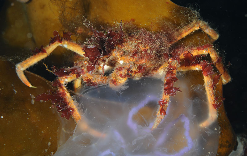 Spider crab feeding on jellyfish - Behaviour observations