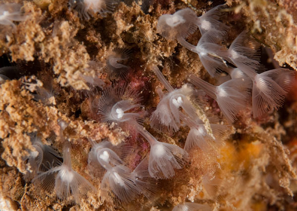 Phoronis hippocrepia - Worms (from various groups)