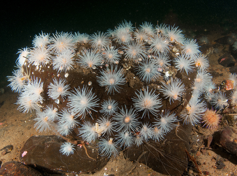 Scottish sea loch - Habitat Scenes