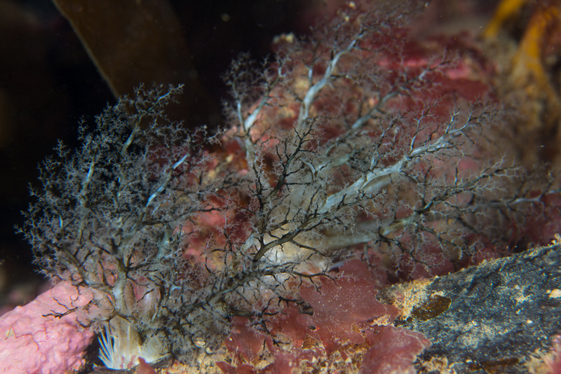 Pawsonia saxicola - Sea Cucumbers (Echinodermata)