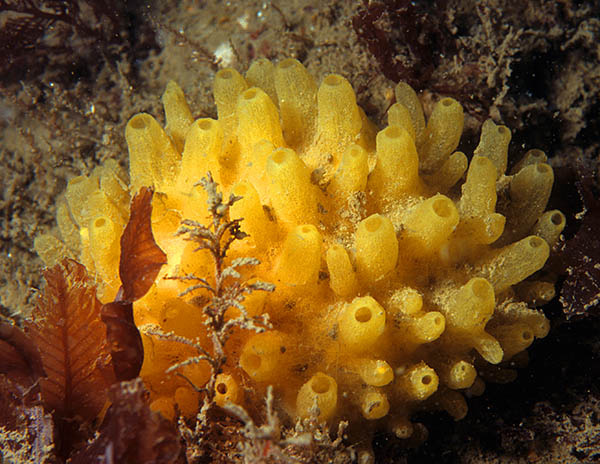 Polymastia boletiformis - Sponges (Porifera)