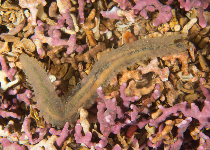 Flabelligera affinis - Worms (from various groups)