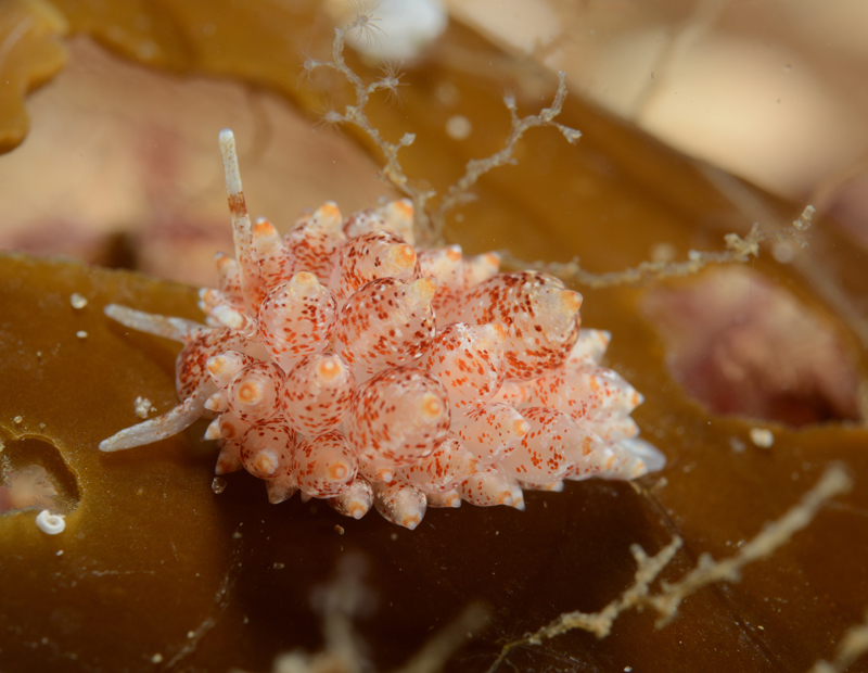 ID to be confirmed. - Sea Slugs & Sea Hares (Nudibranchs etc)