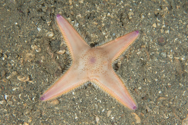Astropecten irregularis only four arms - Starfish (Echinodermata)