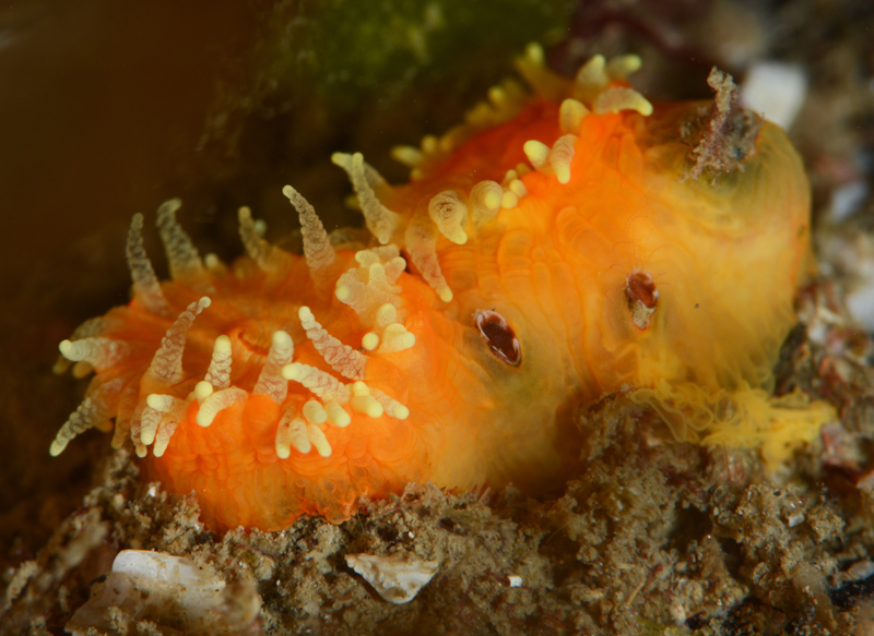 Megatrema anglicum - Crabs, Lobsters, Shrimps & Prawns etc (Crustacea)