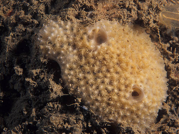 Dysidea fragilis - Sponges (Porifera)