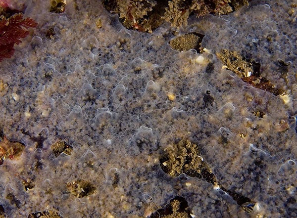Diplosoma listerianum - Sea Squirts (Tunicata)