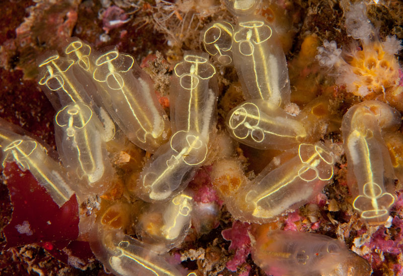 Clavelina lepadiformis - Sea Squirts (Tunicata)
