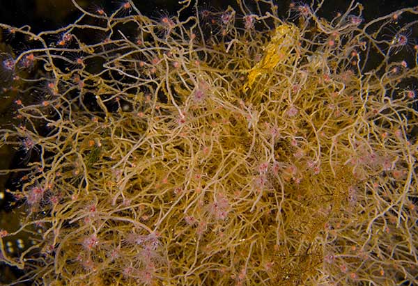 Tubularia indivisa - Sea Firs (Hydrozoa)