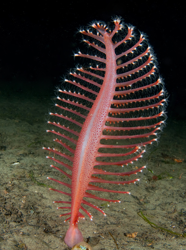 Pennatula phosphorea - Corals (Anthozoa)