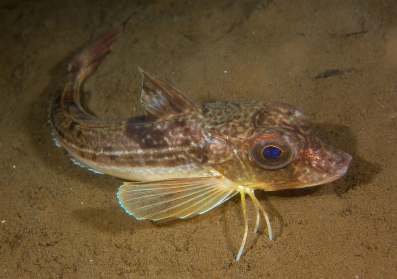 Eutrigla gurnardus - Fishes – bony and cartilagous (Pisces)