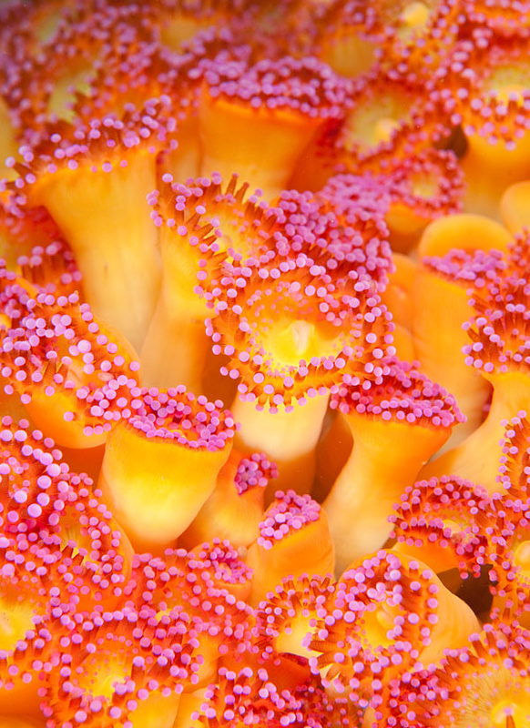 Corynactis viridis - Anemones (Anthozoa)