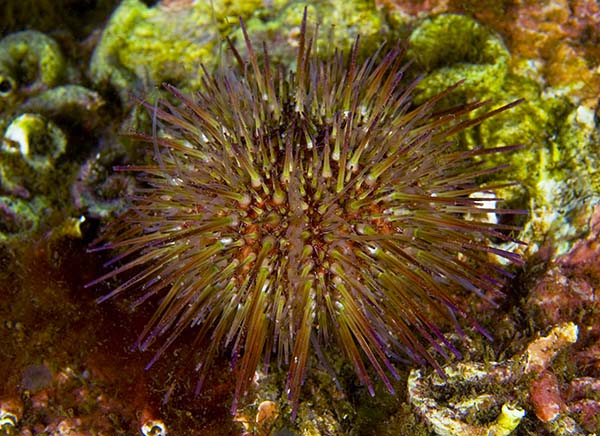 Psammechinus miliaris - Sea Urchins (Echinodermata)