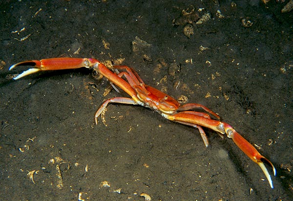Goneplax rhomboides - Crabs, Lobsters, Shrimps & Prawns etc (Crustacea)