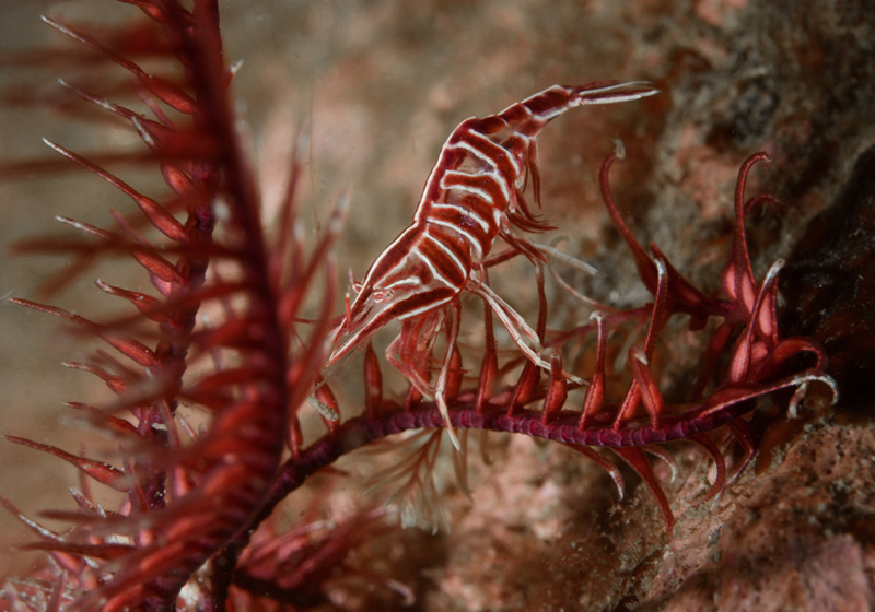 Hippolyte prideauxiana - Crabs, Lobsters, Shrimps & Prawns etc (Crustacea)