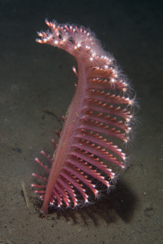 Pennatula phosphorea - Corals (Anthozoa)