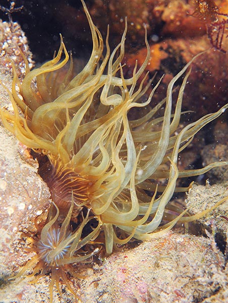 Aiptasia couchii - Anemones (Anthozoa)