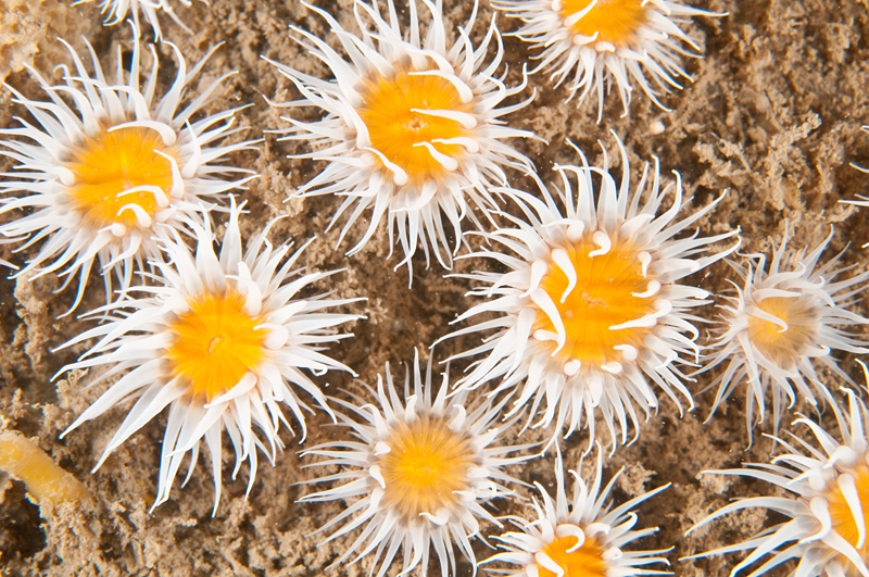 Actinothoe sphyrodeta - Anemones (Anthozoa)