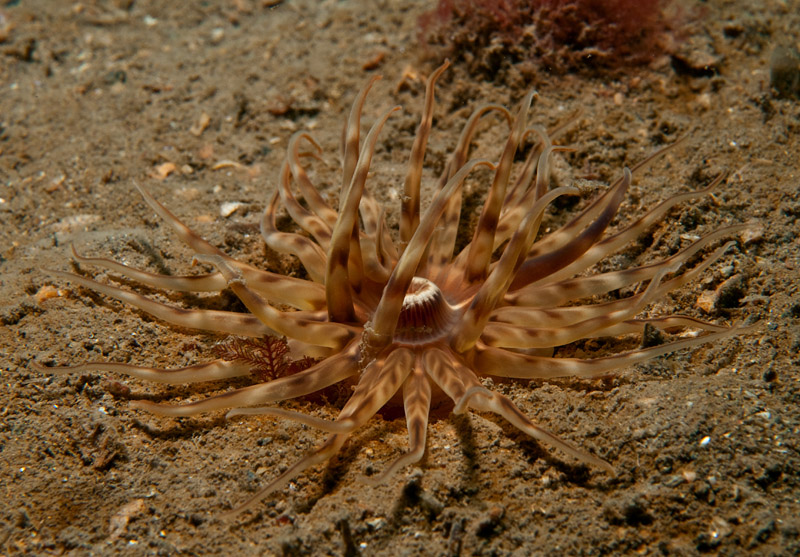 Mesacmaea mitchellii - Anemones (Anthozoa)