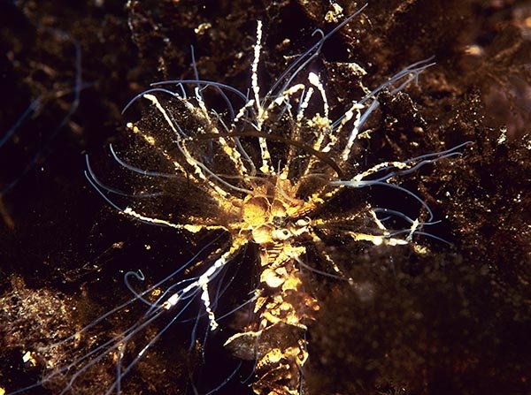 Lanice conchilega tentacles visible - Worms (from various groups)