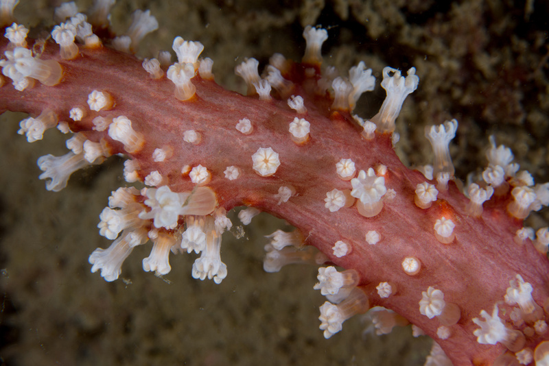 Alcyonium glomeratum - Corals (Anthozoa)