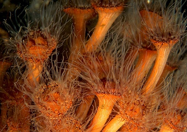 Sagartia lacerata - Anemones (Anthozoa)