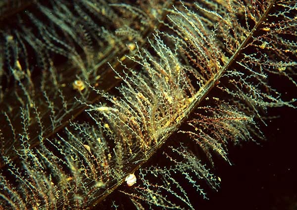 Obelia geniculata - Sea Firs (Hydrozoa)