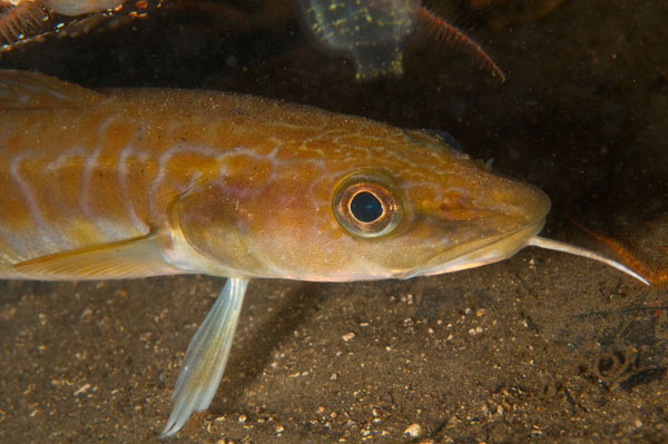 Molva molva - Fishes – bony and cartilagous (Pisces)