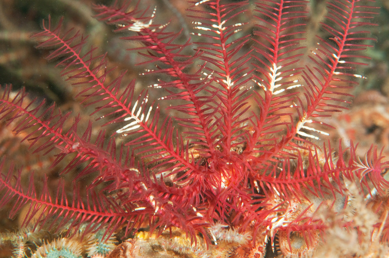 Antedon bifida - Starfish (Echinodermata)