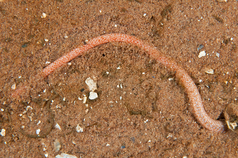 Oestergrenia digitata - Sea Cucumbers (Echinodermata)