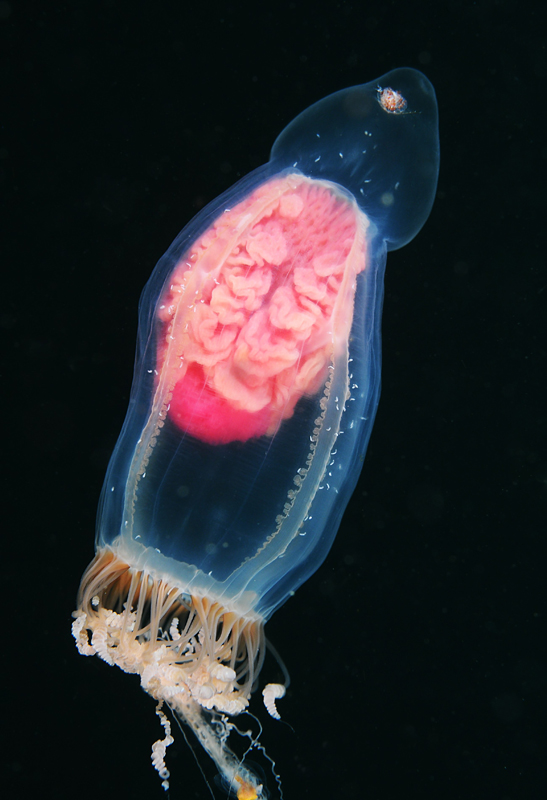 Neoturris pileata - Jellyfish and 'jelly-like' animals
