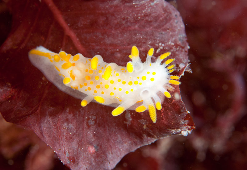 Limacia clavigera - Sea Slugs & Sea Hares (Nudibranchs etc)