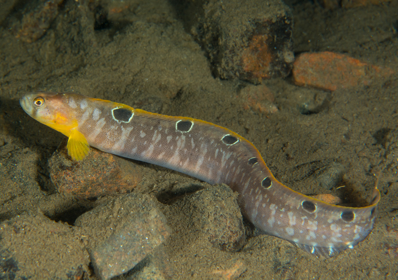Pholis gunnellus - Fishes – bony and cartilagous (Pisces)