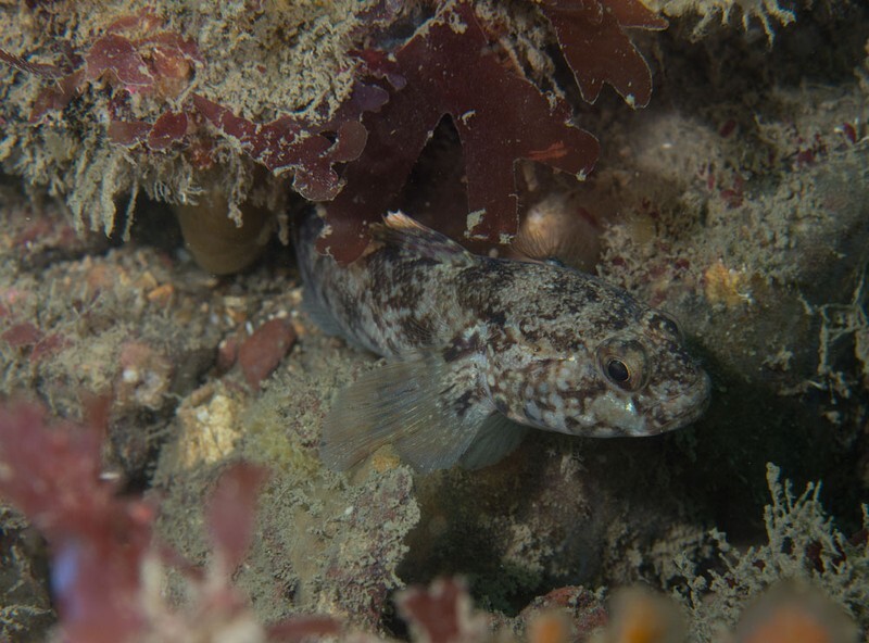Gobius paganellus - Fishes – bony and cartilagous (Pisces)