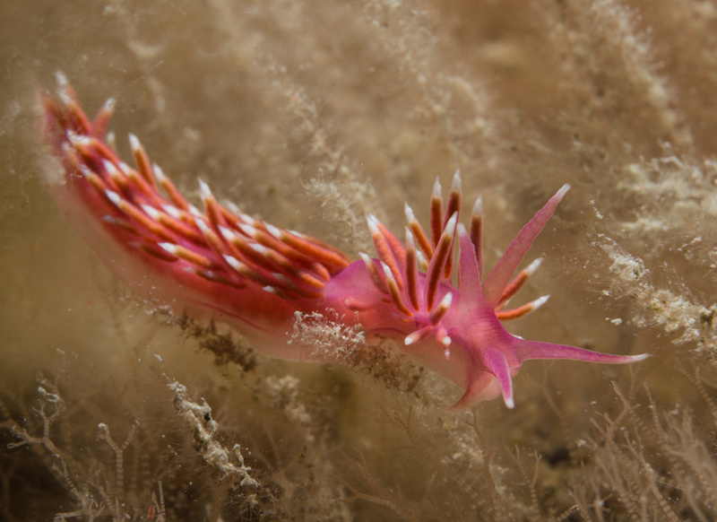 Edmundsella pedata - Sea Slugs & Sea Hares (Nudibranchs etc)