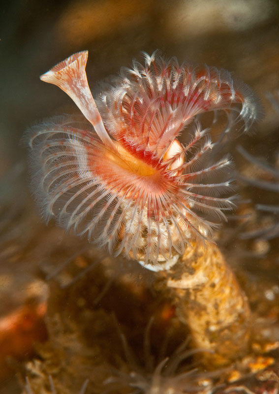 Serpula vermicularis - Worms (from various groups)