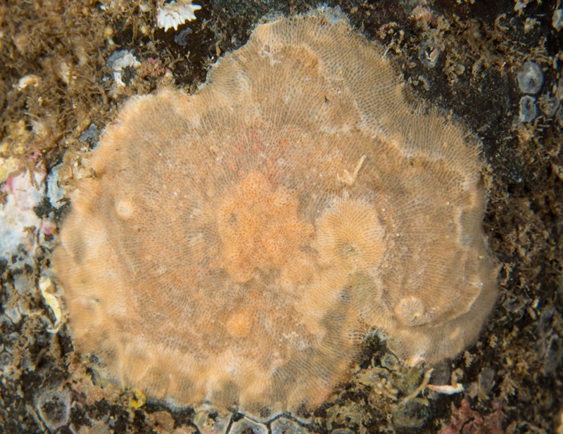 Parasmittina trispinosa - Sea Mats (Bryozoa)