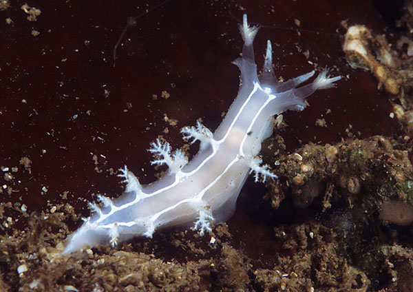 Duvaucelia lineata - Sea Slugs & Sea Hares (Nudibranchs etc)