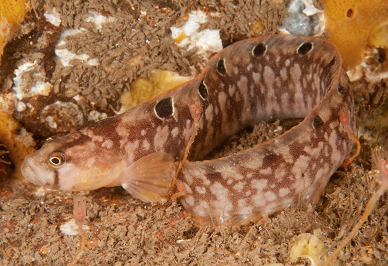 Pholis gunnellus - Fishes – bony and cartilagous (Pisces)
