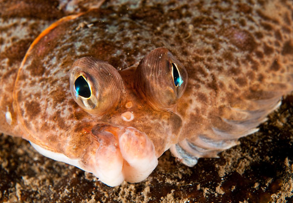 Microstomus kitt - Fishes – bony and cartilagous (Pisces)