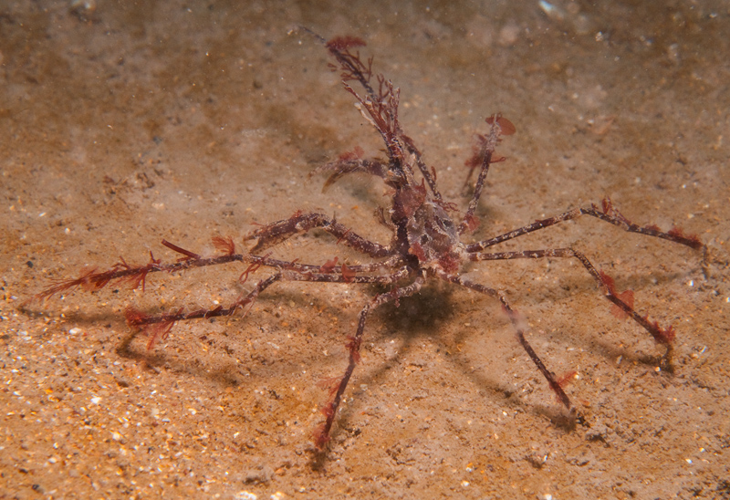 Macropodia sp. - Crabs, Lobsters, Shrimps & Prawns etc (Crustacea)