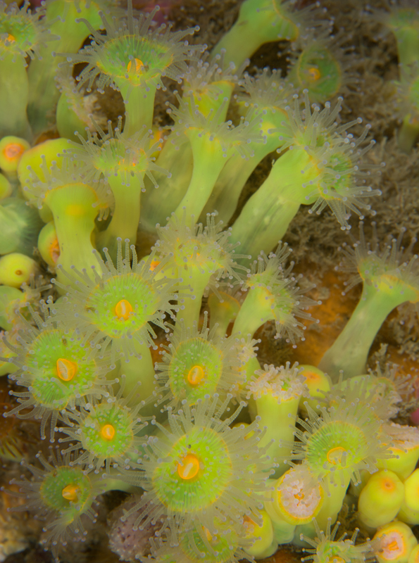 Corynactis viridis - Anemones (Anthozoa)