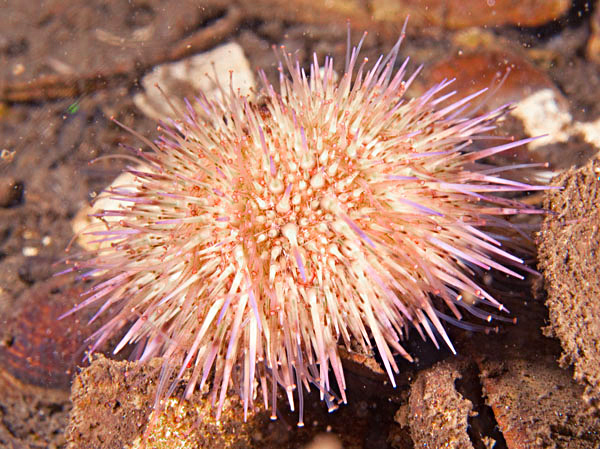 Psammechinus miliaris - Sea Urchins (Echinodermata)