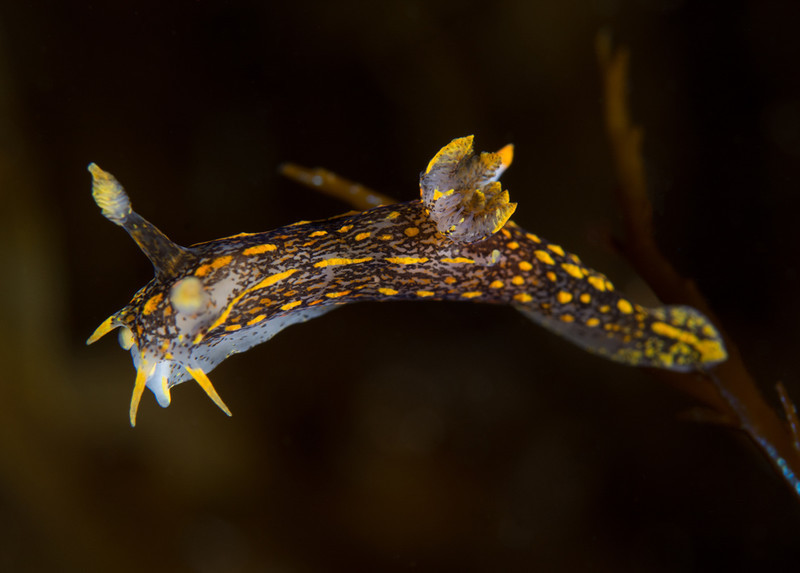 Polycera quadrilineata - Sea Slugs & Sea Hares (Nudibranchs etc)